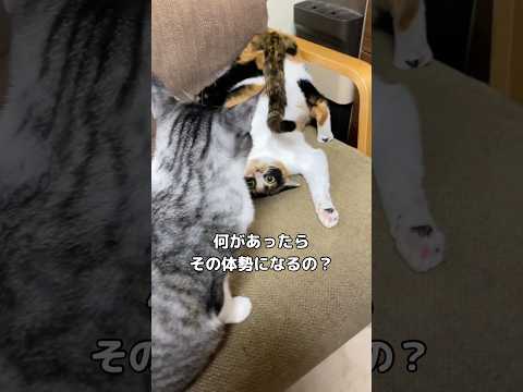 なにがあったん？そしてこの温度差なに？笑 #保護猫 #三毛猫 #猫 #shorts サムネイル