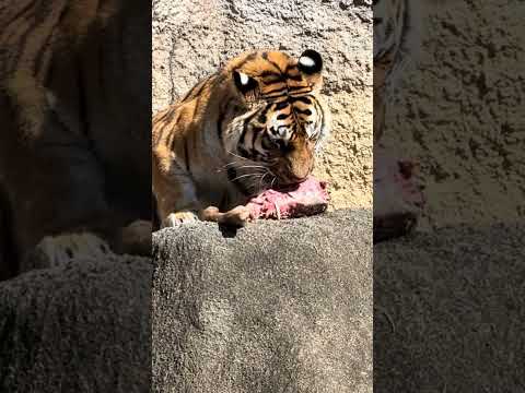 shorts ザシザシ❣️サーシャちゃん　アムールトラ🐯　浜松市動物園　2026年2月14日　IMG 8481 サムネイル