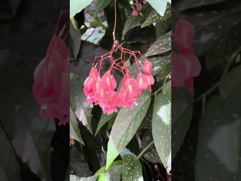 shorts ベゴニア綺麗　神戸どうぶつ王国　IMG 5756 サムネイル