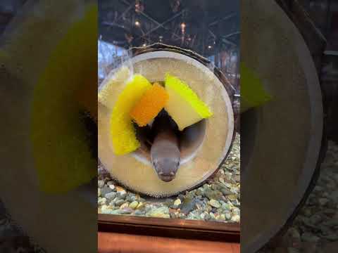 shorts 2月のマンスリー水槽は恵方巻き風ニホンウナギ　山梨県立富士湧水の里水族館にて　2026年2月21日 サムネイル