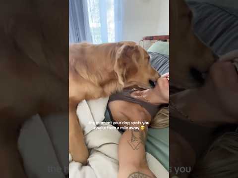 coming home to my golden retriever🥵goldenretreivers dog pup… サムネイル