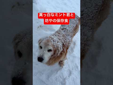 食べ方が慣れてるんだよshorts goldenretriever ゴールデンレトリバー グレートピレニーズ サムネイル