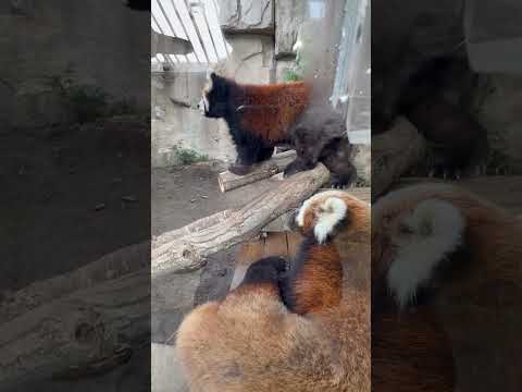 shorts (手前)ジジくんとダイズちゃん　レッサーパンダ　那須どうぶつ王国にて　2026年2月27日 サムネイル