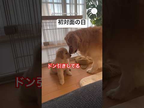 ドン引き…初対面の先輩が近すぎた　ゴールデンレトリバー 子犬　犬　かわいい 犬のいる暮らし サムネイル