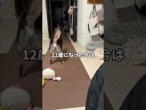 誕生日を迎えた🐕同居犬に黒柴が思うこと… サムネイル