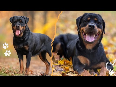 The Rottweiler Whose Loyalty Outweighs Fear Itself サムネイル