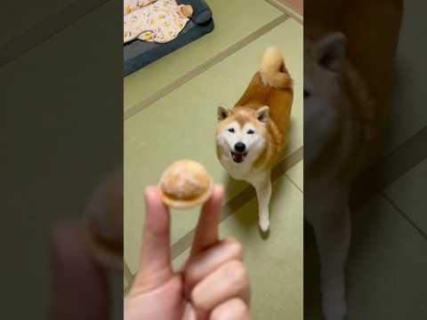 柴犬福 鈴カステラの妖精なので特別に1口もらえた柴犬🤣Sis and Shiba🤣姉と柴 shorts funny 柴… サムネイル