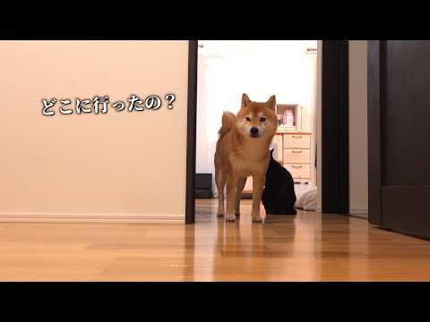 急遽パパがいなくなった夜中、柴犬が離れませんでした サムネイル