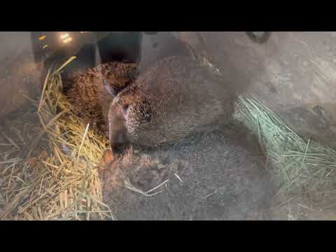 ネムネム ウッドチャック  那須どうぶつ王国にて　2025年11月29日 サムネイル