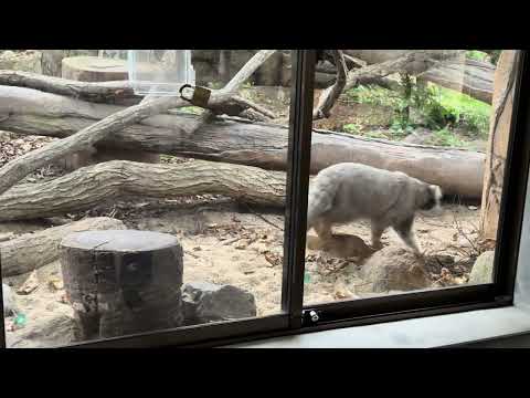 ナゴムくん　バイバイ〜　展示終了〜　那須どうぶつ王国　IMG 4102 サムネイル