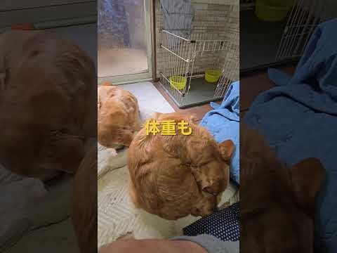 今日のキビ。体重1820g？ cat kitten 猫 子猫 仔猫 子猫の体重 ibukikohaku 癒し 子ネコ… サムネイル
