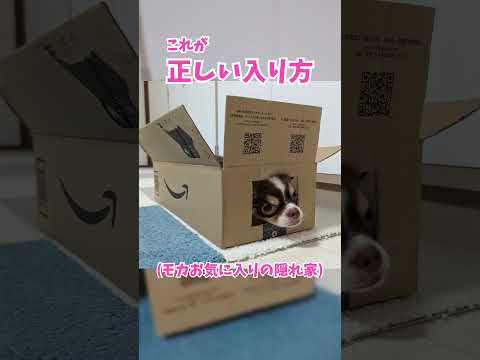 ダンボールに変身してしまったチワワ犬 shorts サムネイル