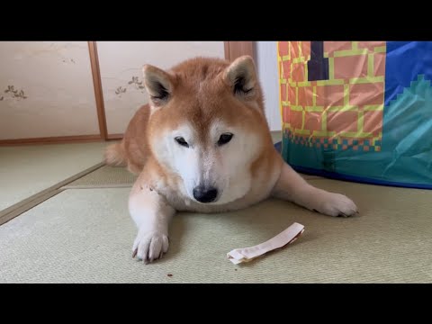 柴犬福 第一ガムを自慢する柴犬🤣Shiba-ASMR🤣 サムネイル