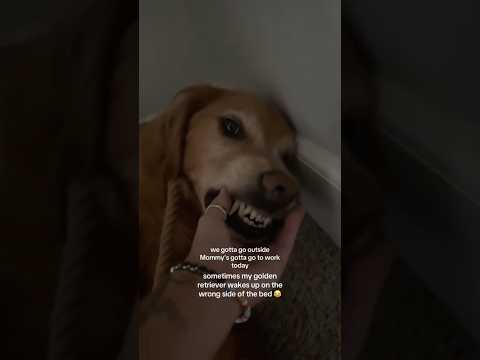 coming home to my golden retriever ♥️ goldendog dog puppy g… サムネイル
