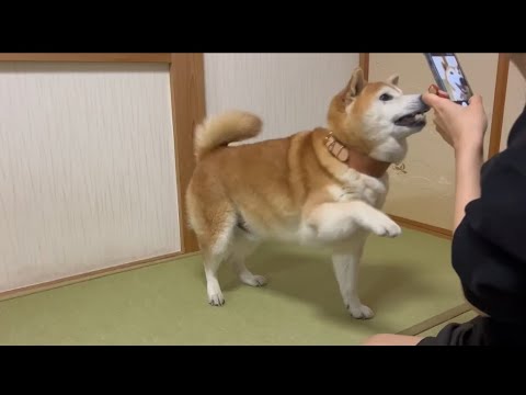 柴犬福 どうしても撮影したい姉vsどうしてもお菓子欲しい柴犬🤣Sister vs Shiba Inu🤣 サムネイル