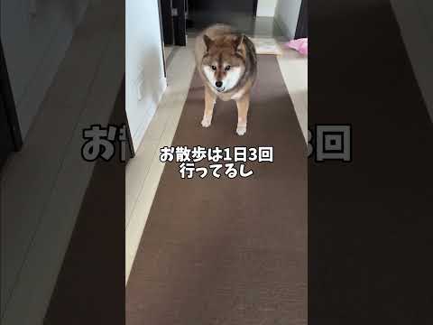 柴犬🐕が自由奔放な姿をSNSにアップしたら・・・ サムネイル