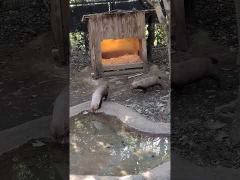 【よこはま動物園ズーラシア】2匹で仲良くお散歩！ヤブイヌ🐕🐕shorts サムネイル