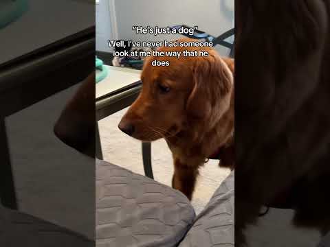 If a dog stares at you , its so they’ll never forget you 🥺 サムネイル