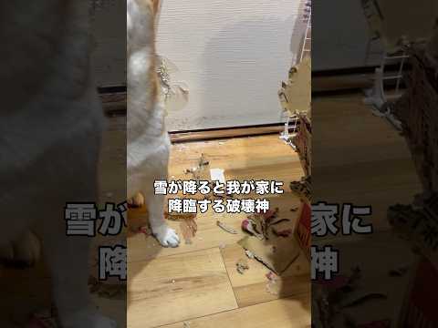 雪が降るとなぜか破壊神に変貌してしまう柴犬さくらこ デストロイヤー 破壊神 柴犬 shorts サムネイル