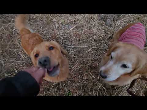 ビスは食い気、イロハは遊はここ掘れワンワン？　ゴールデンレトリバー goldenretriever ビスとイロハ クレ… サムネイル