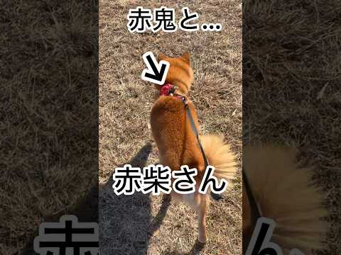 ’26.2.3 力丸の節分… 柴犬 shibainu 柴犬のいる暮らし 柴犬の日常 お散歩 カメラ目線 力丸 サムネイル