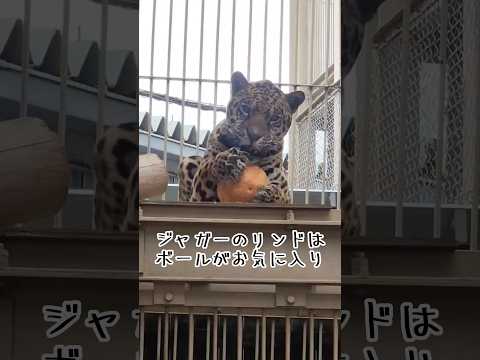 ジャガーのリンドはボールがお気に入り 東武動物公園 癒し ジャガー リンド ボール サムネイル