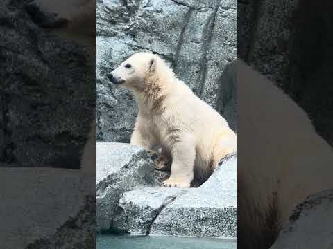 shorts モモ太くん 雨をお口で受け止め様としてる⁈ ホッキョクグマの仔 男鹿水族館GAOにて 2026年6月26…