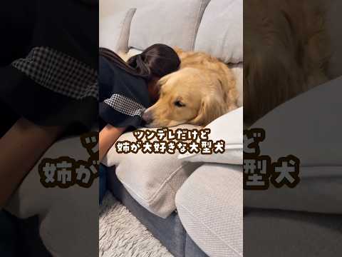 姉が大好きなツンデレ犬 ゴールデンレトリバー 大型犬のいる生活 goldenretreiver 大型犬と子供 サムネイル