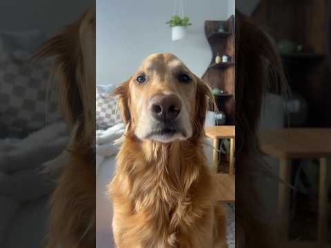 coming home to my golden retriever🥵 goldenretreiver dog ind… サムネイル