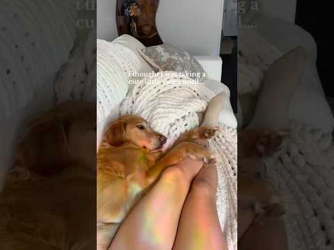 coming home to my golden retriever🥵 goldenretreiver dog ind… サムネイル