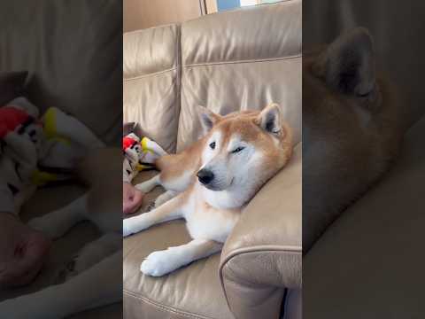 柴犬福 ソファいる時の柴犬の顔🤣Shiba-Face🤣shorts japanesedog 柴犬 shiba japa… サムネイル