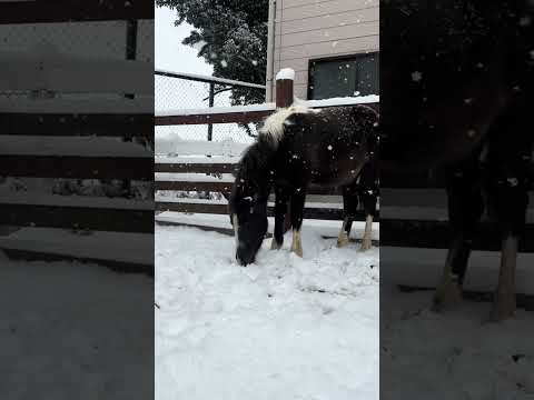 雪とユキチ　東武動物公園 癒し かわいい zoo 動物 動物園 animals ポニー 雪 ユキチ サムネイル