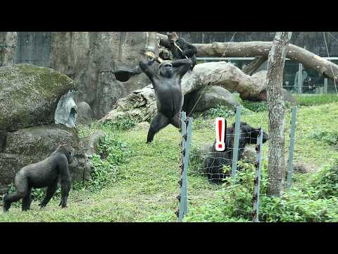 Gorilla Tayari threw the log, D'jeeco rushed to her,Ringo j… サムネイル
