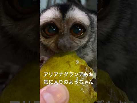 クリスマスは大好物のラフランスを食べたヨザルのよっちゃん♪shorts 動物 動物園 サムネイル