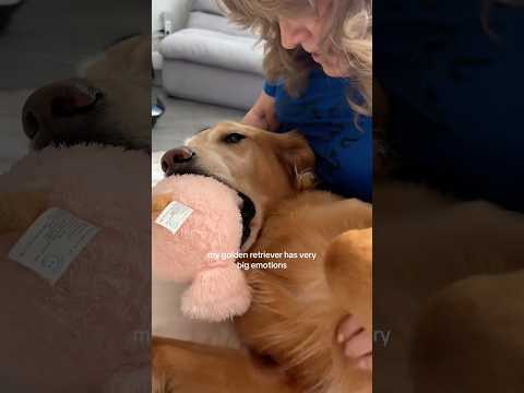 coming home to my golden retriever🥵goldenretreivers dog pup… サムネイル