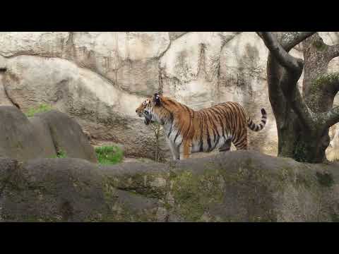 サーシャちゃん　アムールトラ🐯　浜松市動物園 サムネイル
