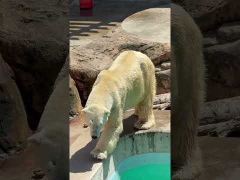 shorts スリ〜スリ🐻‍❄️   ホッキョクグマの豪太くん　男鹿水族館GAOにて　2026年5月22日 サムネイル