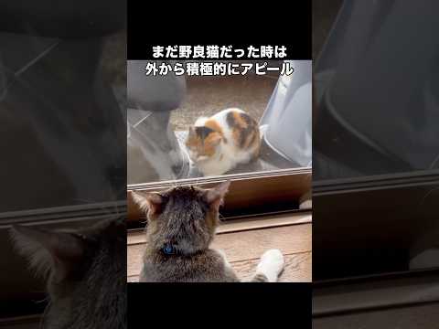 野良猫だった三毛猫が家猫に恋をした物語 野良猫 三毛猫 保護猫 猫
