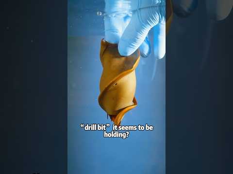 This shark egg is shaped like a drill!animals lovestory sci… サムネイル