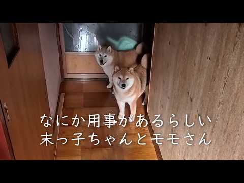 なにか自分に用事があるらしく角からひょっこり顔を出す皆さん サムネイル