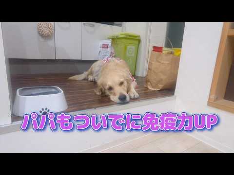 パパもついでに免疫力UP。ゴールデンレトリバーティト