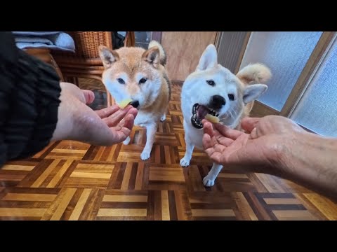 2026年1月2日(金) おいもくださいな🍠 サムネイル