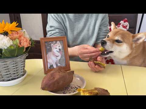 小春ー　５年が経ちました　柴犬小夏 サムネイル