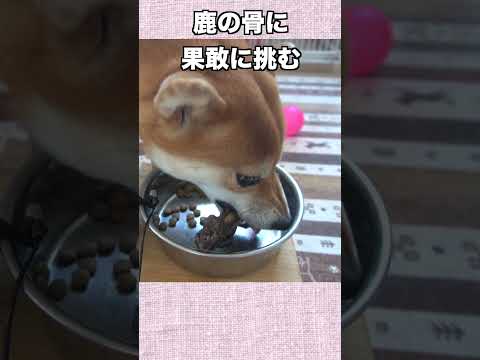 鹿の骨に 果敢に挑む 柴犬小夏神戸 柴犬 shibainu 癒し