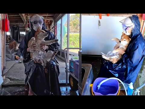 これがスタンダードだと思い続けている不審者の特殊すぎる柴犬のお風呂【入浴解禁】 サムネイル