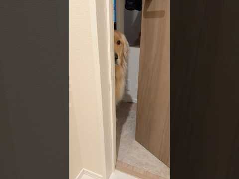 めんどくさくてかわいーぬ #大型犬 #ゴールデンレトリバー サムネイル