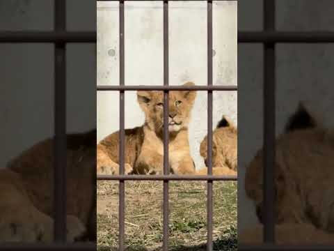 shorts シルク母さんと息子たち　ライオン　のんほいパークにて　2026年1月23日 サムネイル