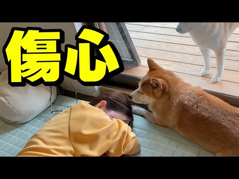 落ち込んで帰って来た娘…心配し寄り添う柴犬姉妹 サムネイル