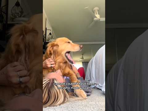 coming home to my golden retriever🥵 goldenretreiver dog ind… サムネイル