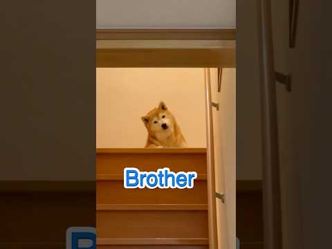 柴犬福 【酷すぎw】母姉コンビと兄とで対応の差が酷い柴犬🤣Mom,Sis,Bro and Shiba🤣姉と柴 shor… サムネイル